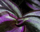 Tradescantia Zebrina